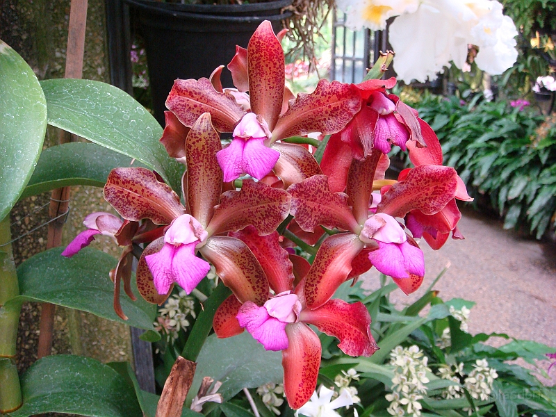 392 Longwood Gardens [2008 August 23].JPG - Longwood Gardens in Pennsylvania